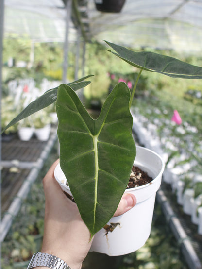 Alocasia Frydek