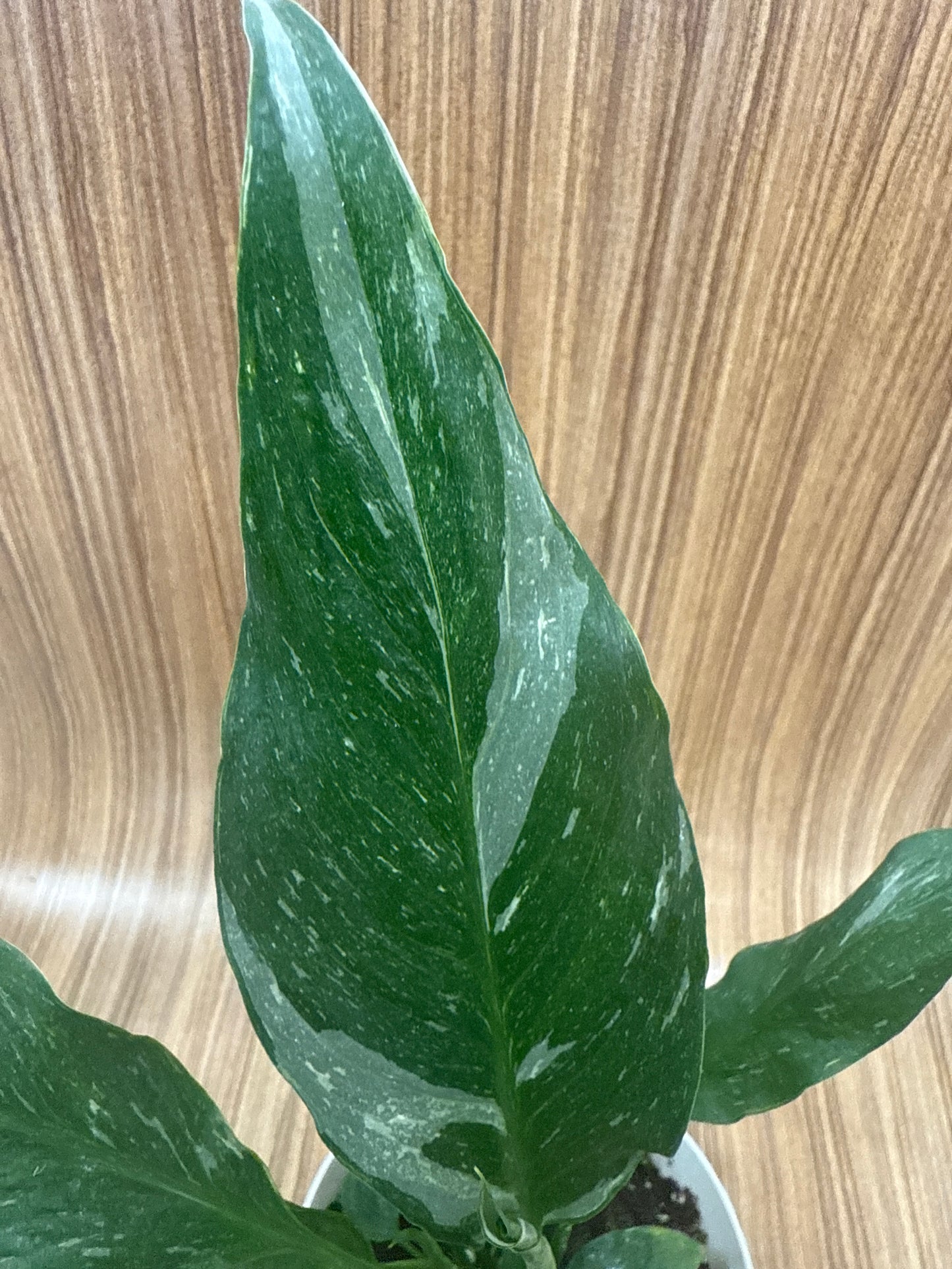 Spatifilium Variegata