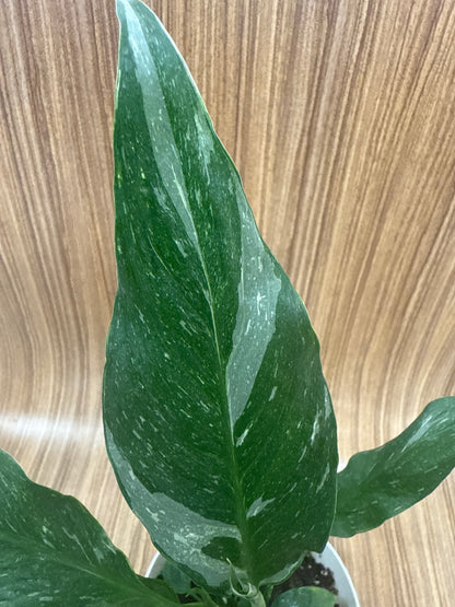 Spatifilium Variegata