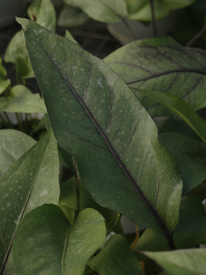 Big Red Bird Anthurium
