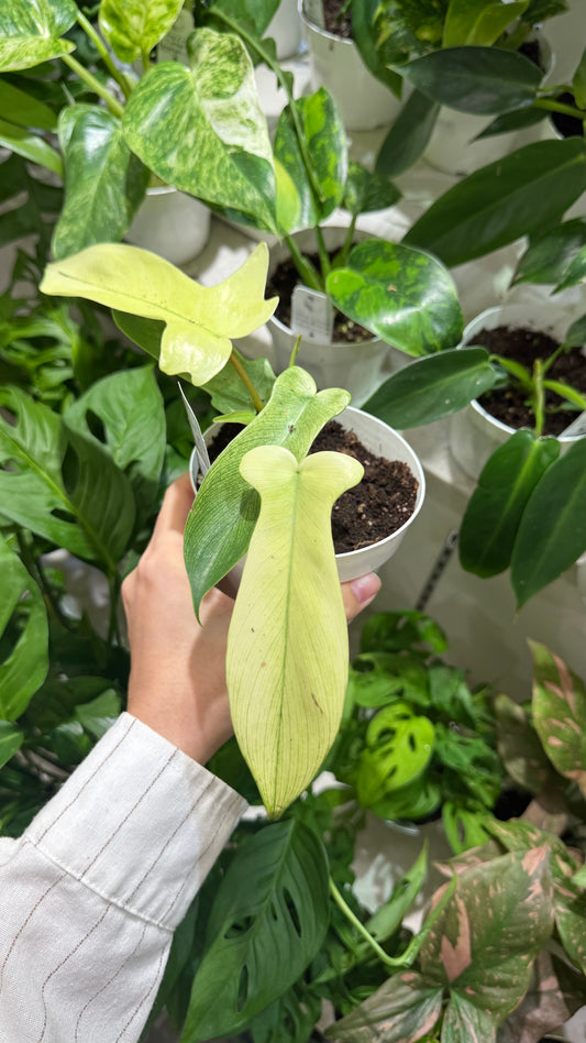 Philodendron Florida Ghost