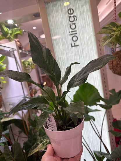 Spatifilium Variegata