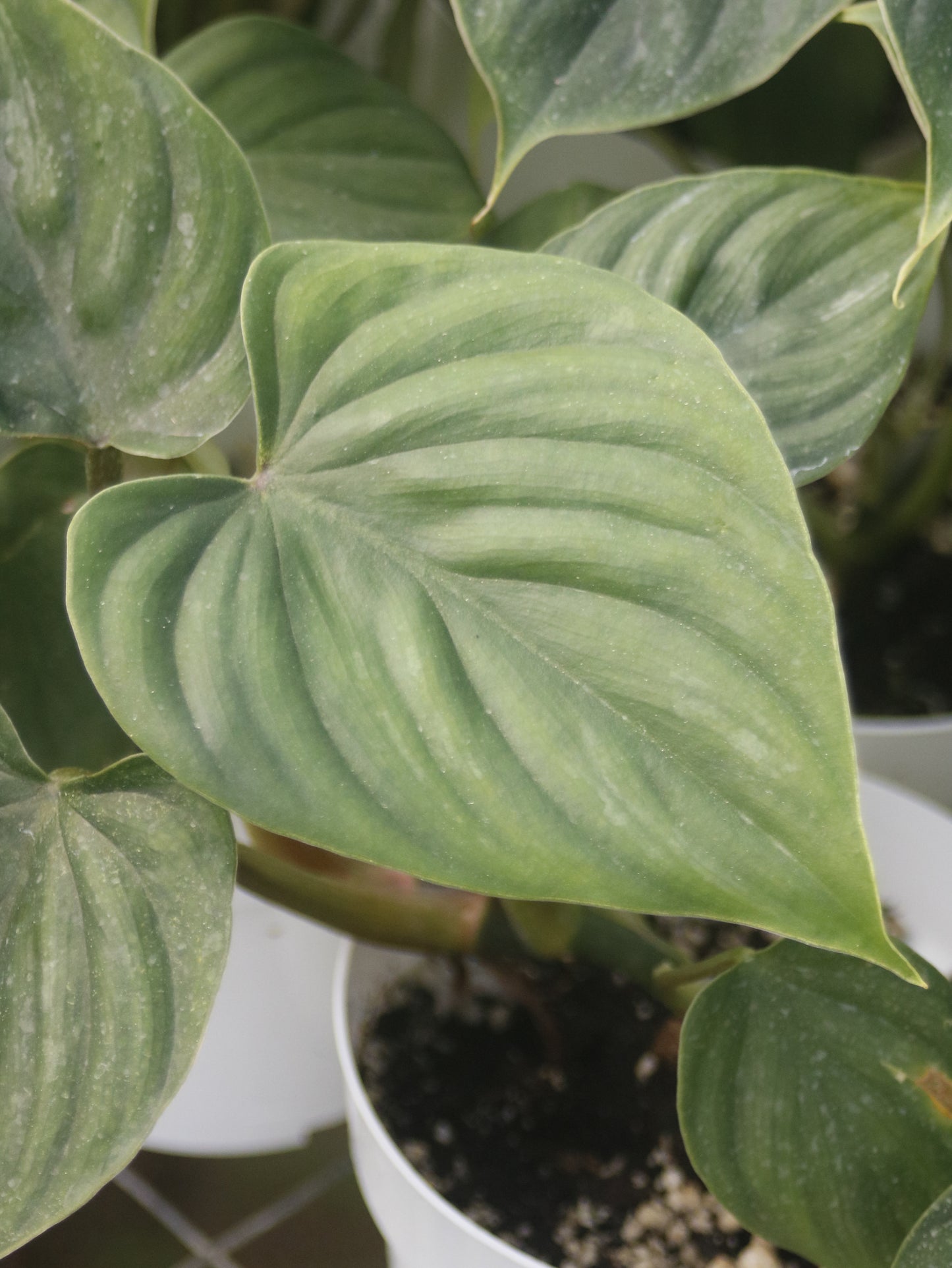 Plowmanii Philodendron