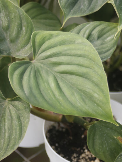 Plowmanii Philodendron