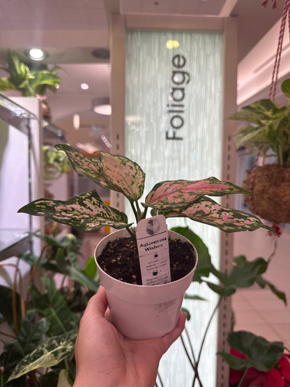 Aglaonema Wishes