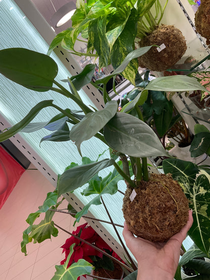 Philodendron Silver Sword