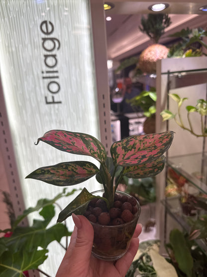 Aglaonema Red Valentine