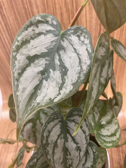 Philodendron Brandtianum