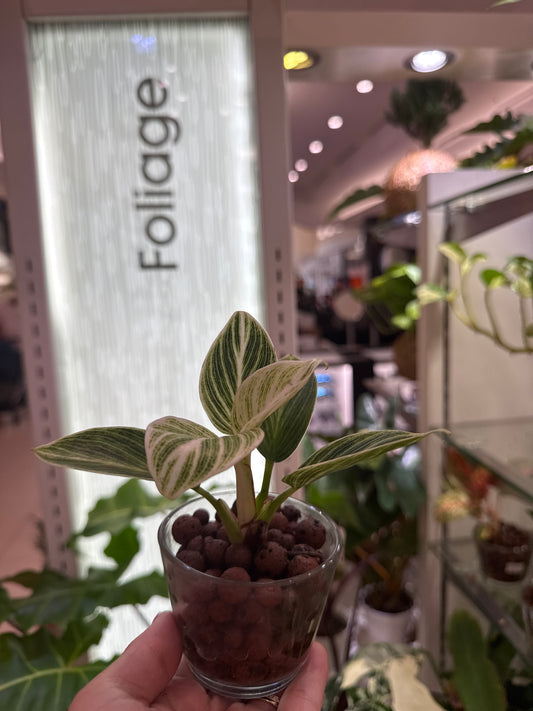 Philodendron White Measure