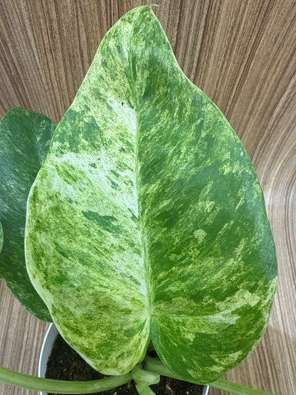 Philodendron Giganteum Blizzard