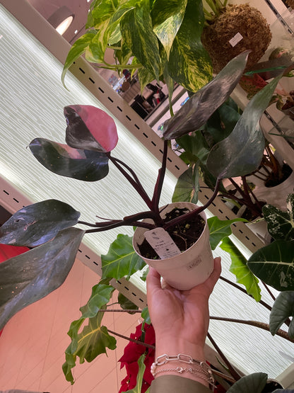 Philodendron Pink Princess
