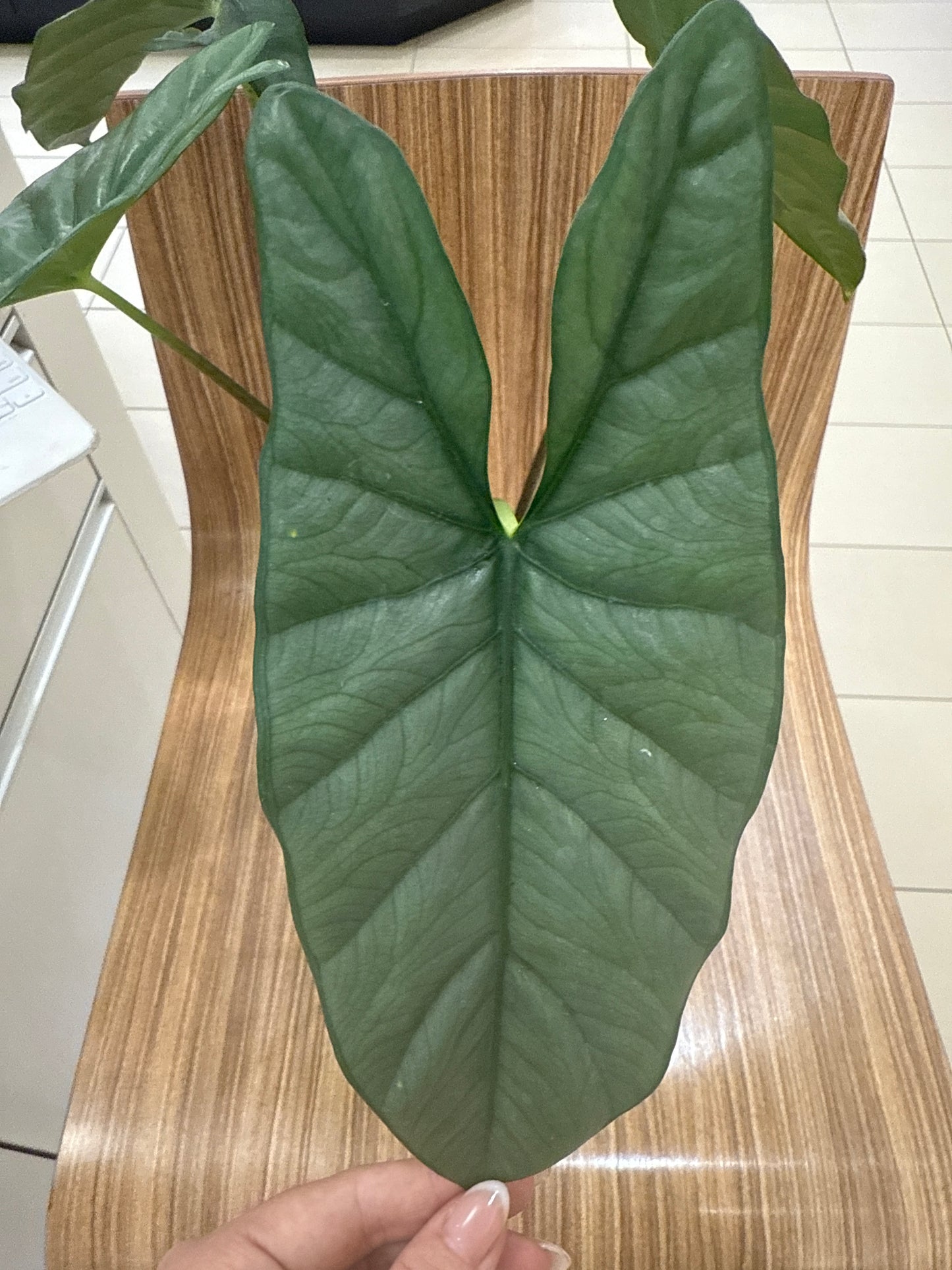 Alocasia Corazon