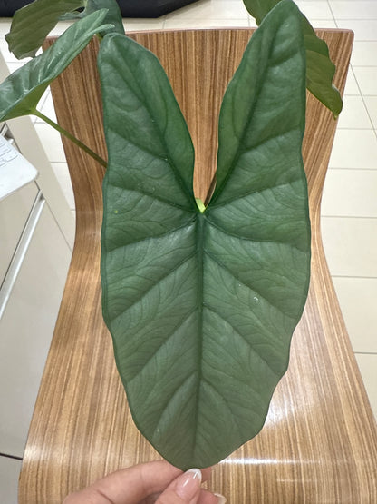 Alocasia Corazon