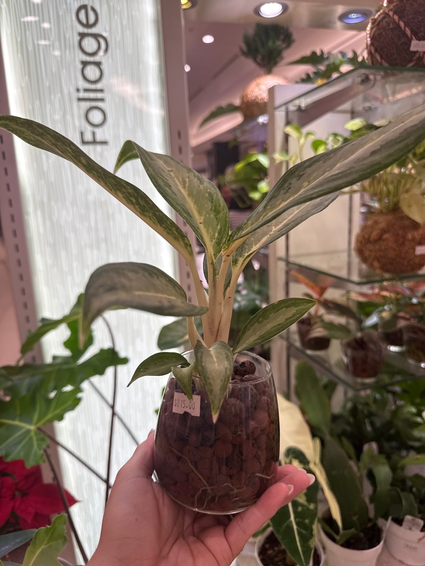 Aglaonema White Rain
