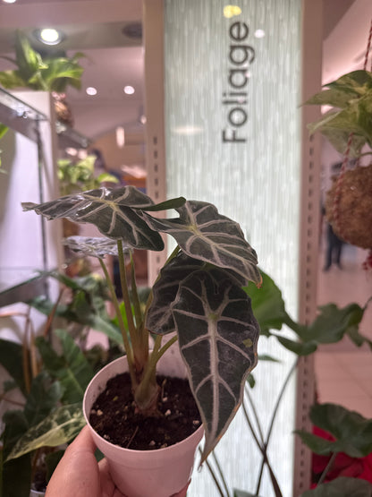 Alocasia Mandalay