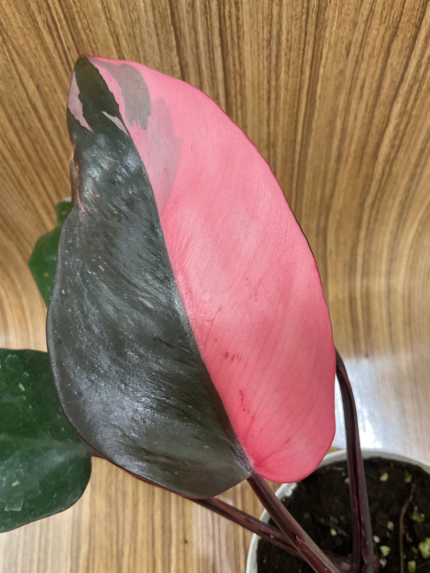 Philodendron Pink Princess