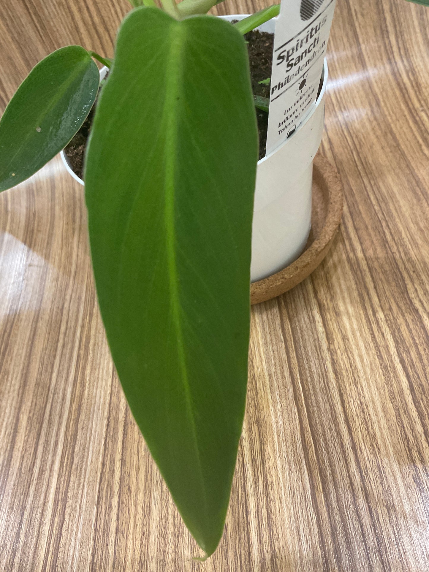 Philodendron Spiritus Sancti