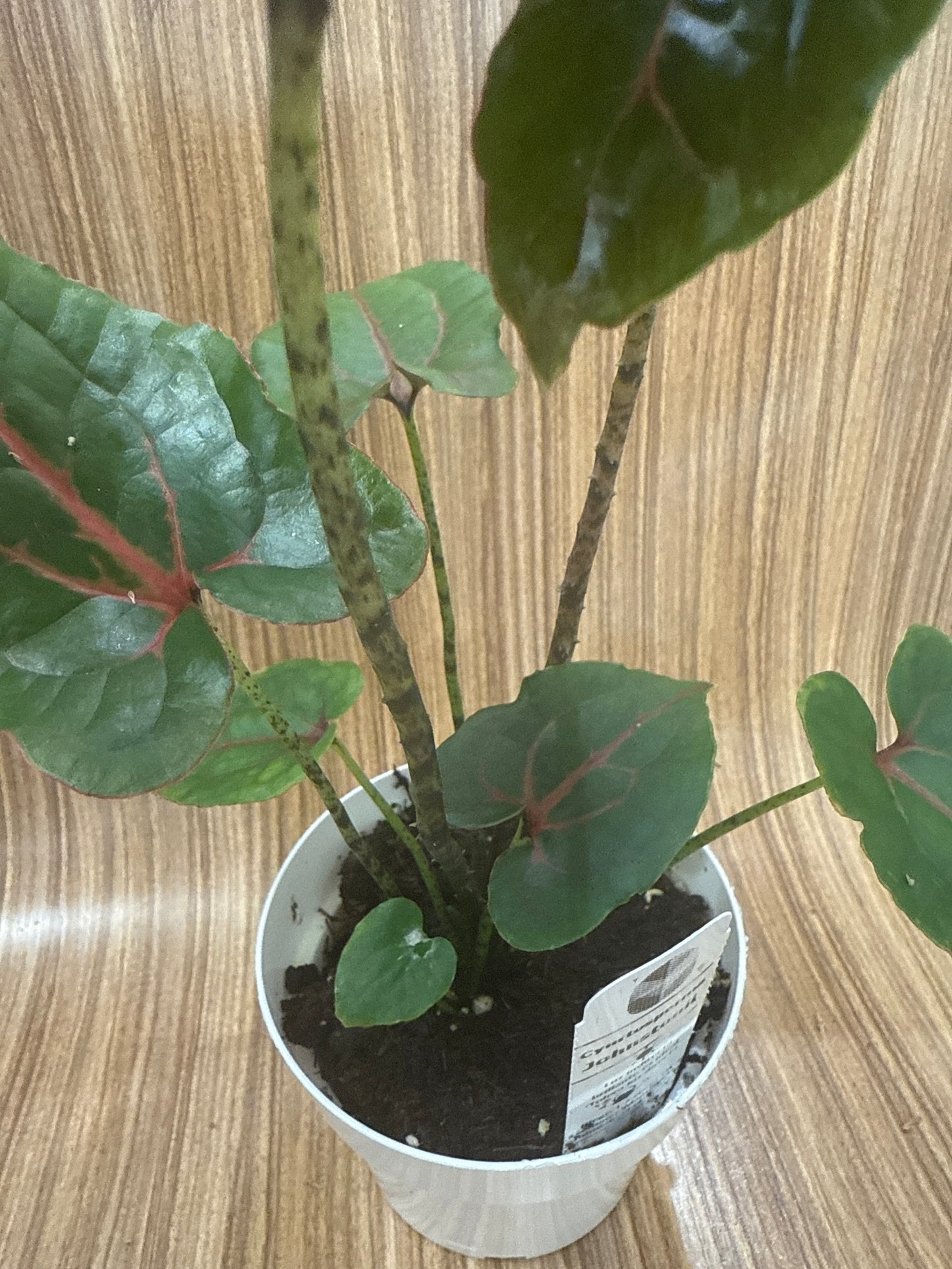 Cyrtospherma Johnstonii