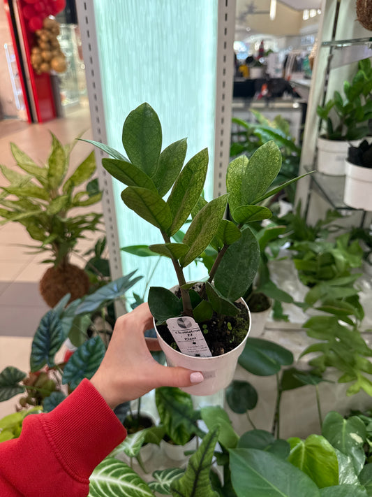 ZZ Plant Eternity Chamaleon