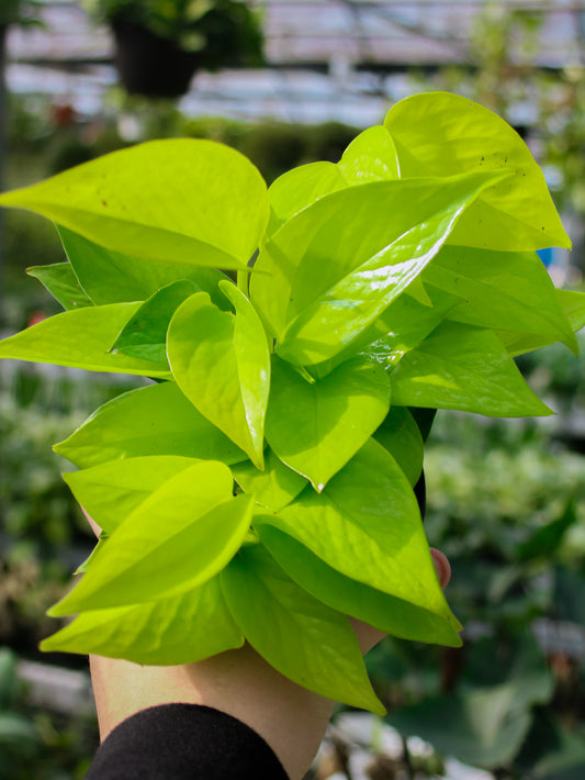 Neon Pothos