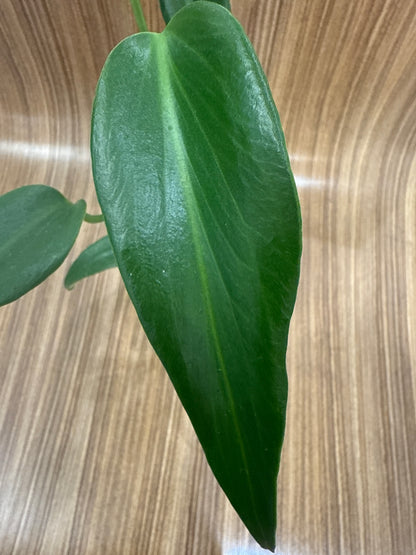 Monstera Burle Marx Flame