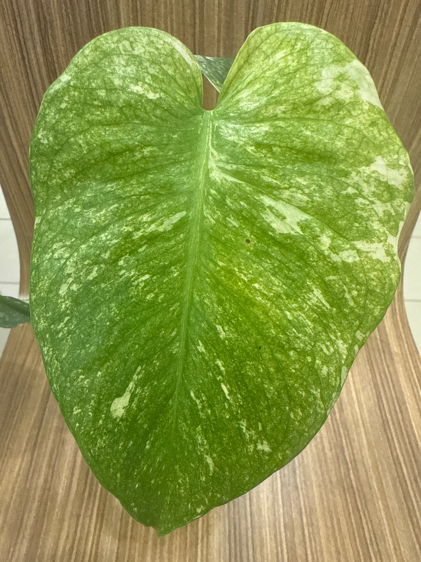 Monstera Mint Variegated