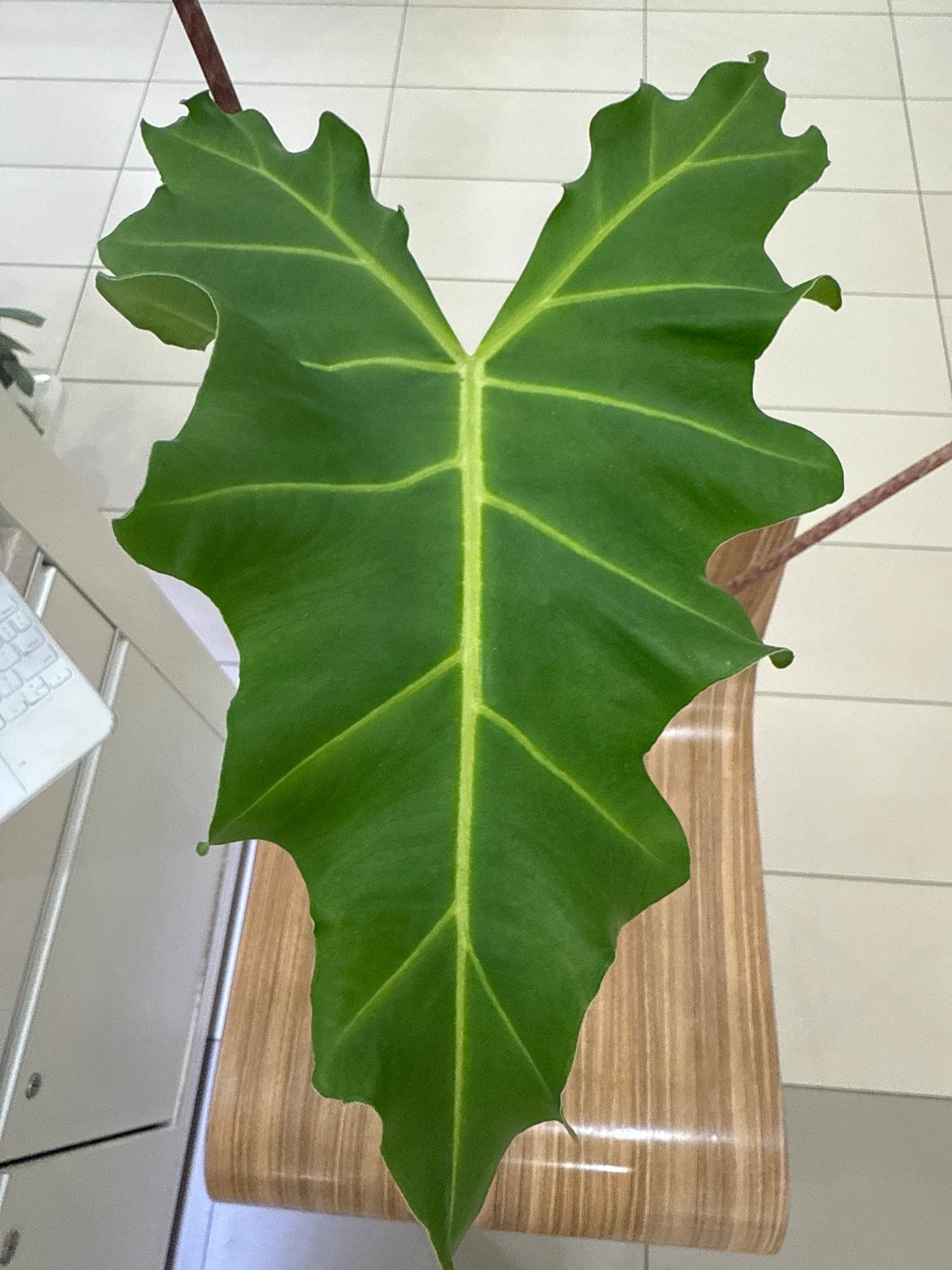 Alocasia Gold Dragon