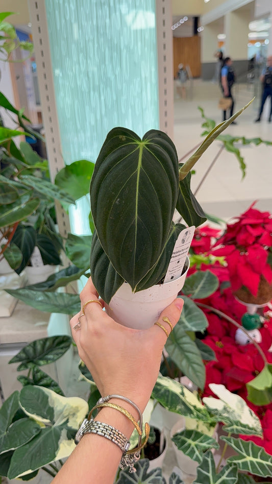 Philodendron Melanochrysum