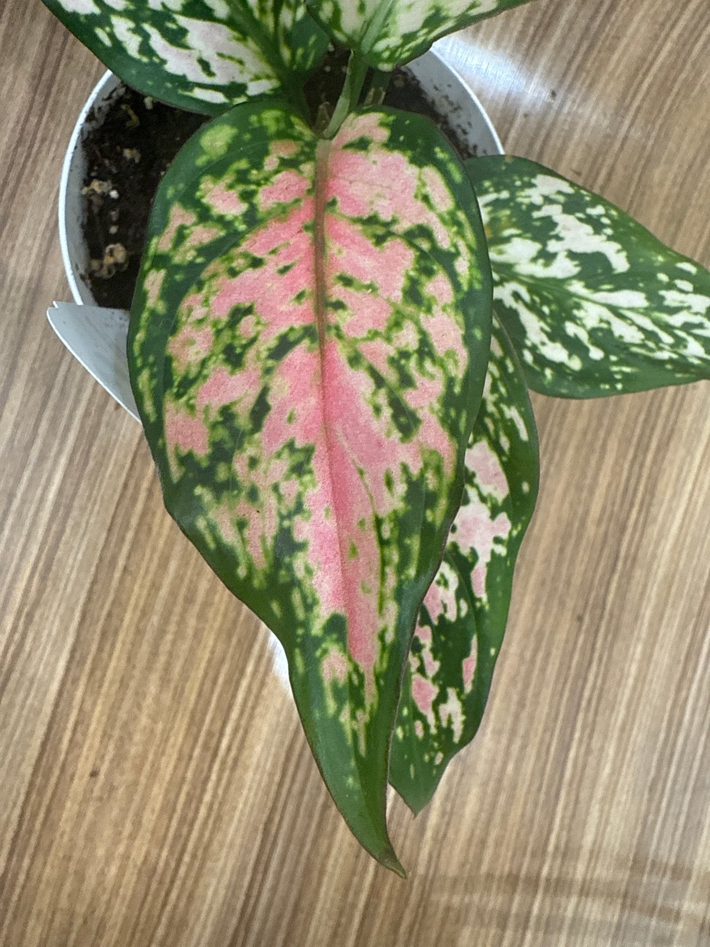 Aglaonema Wishes