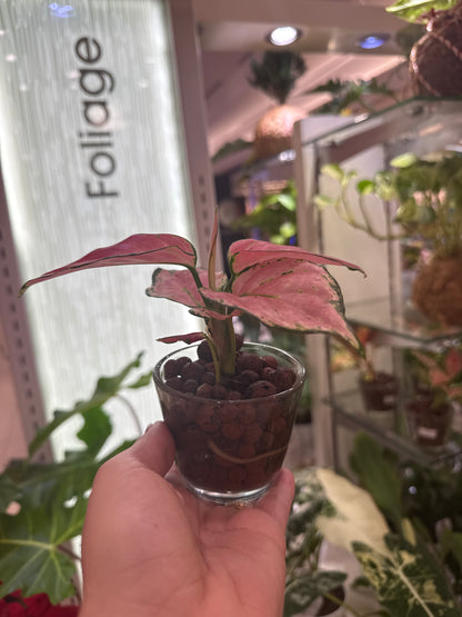 Aglaonema Lucky Red