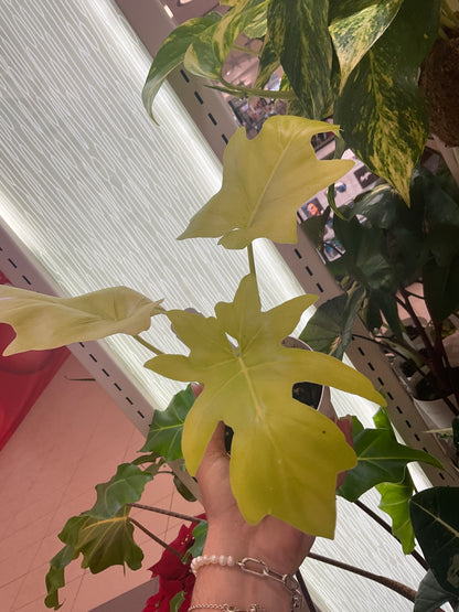 Philodendron Warscewiczii