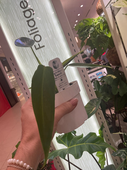 Philodendron Spiritus Sancti