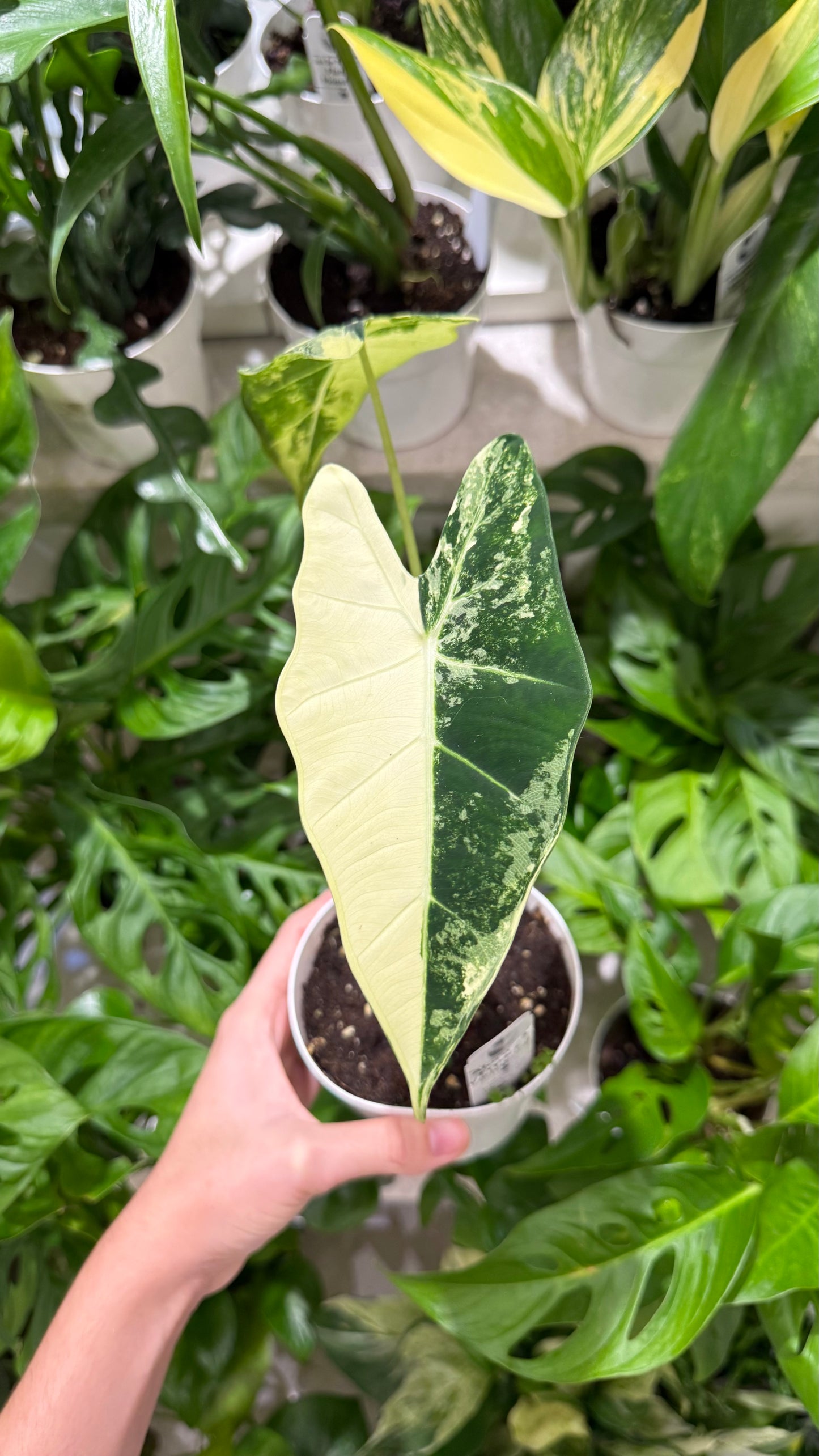 Alocasia Frydek Variegated