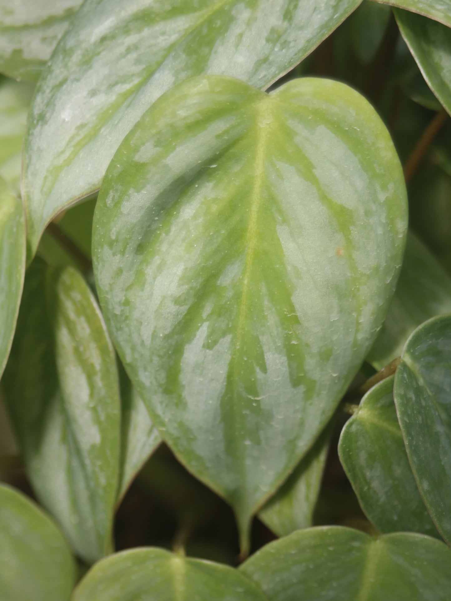 Philodendron Sodiroi