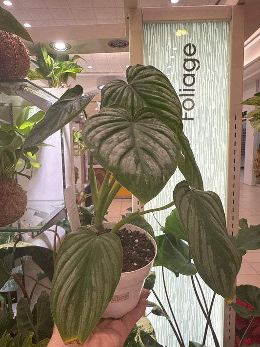 Philodendron Mameie