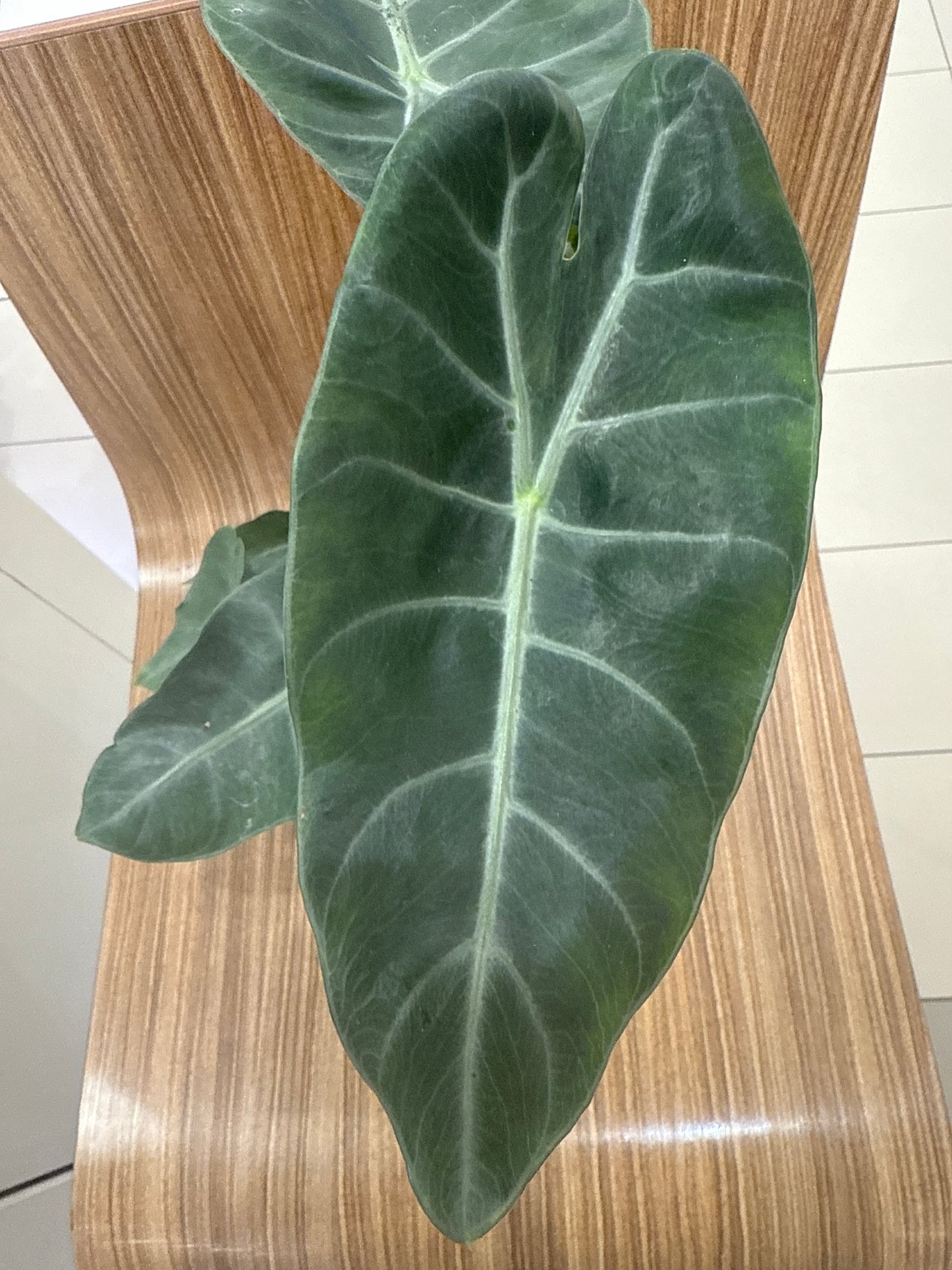 Alocasia Pink Dragon