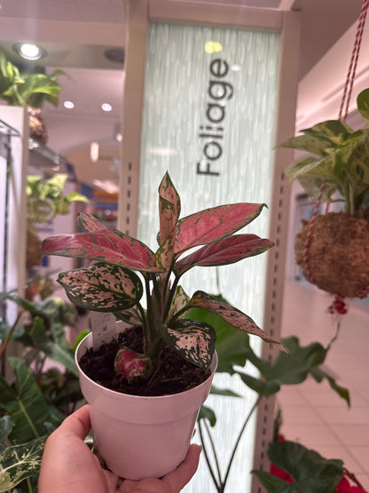 Aglaonema Red Valentine