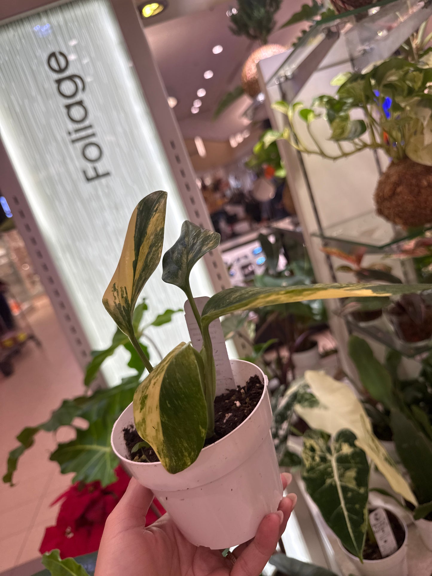 Monstera Standleyana Aurea Variegated