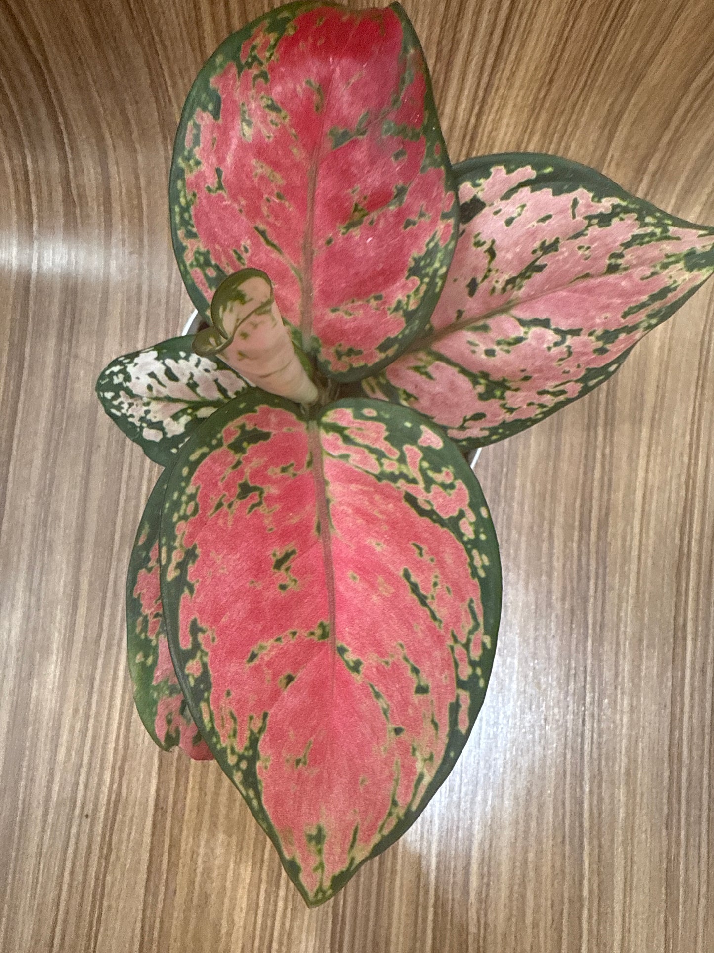 Aglaonema Red Valentine