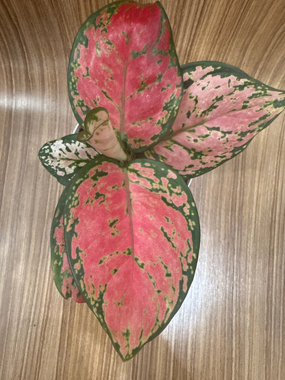 Aglaonema Red Valentine