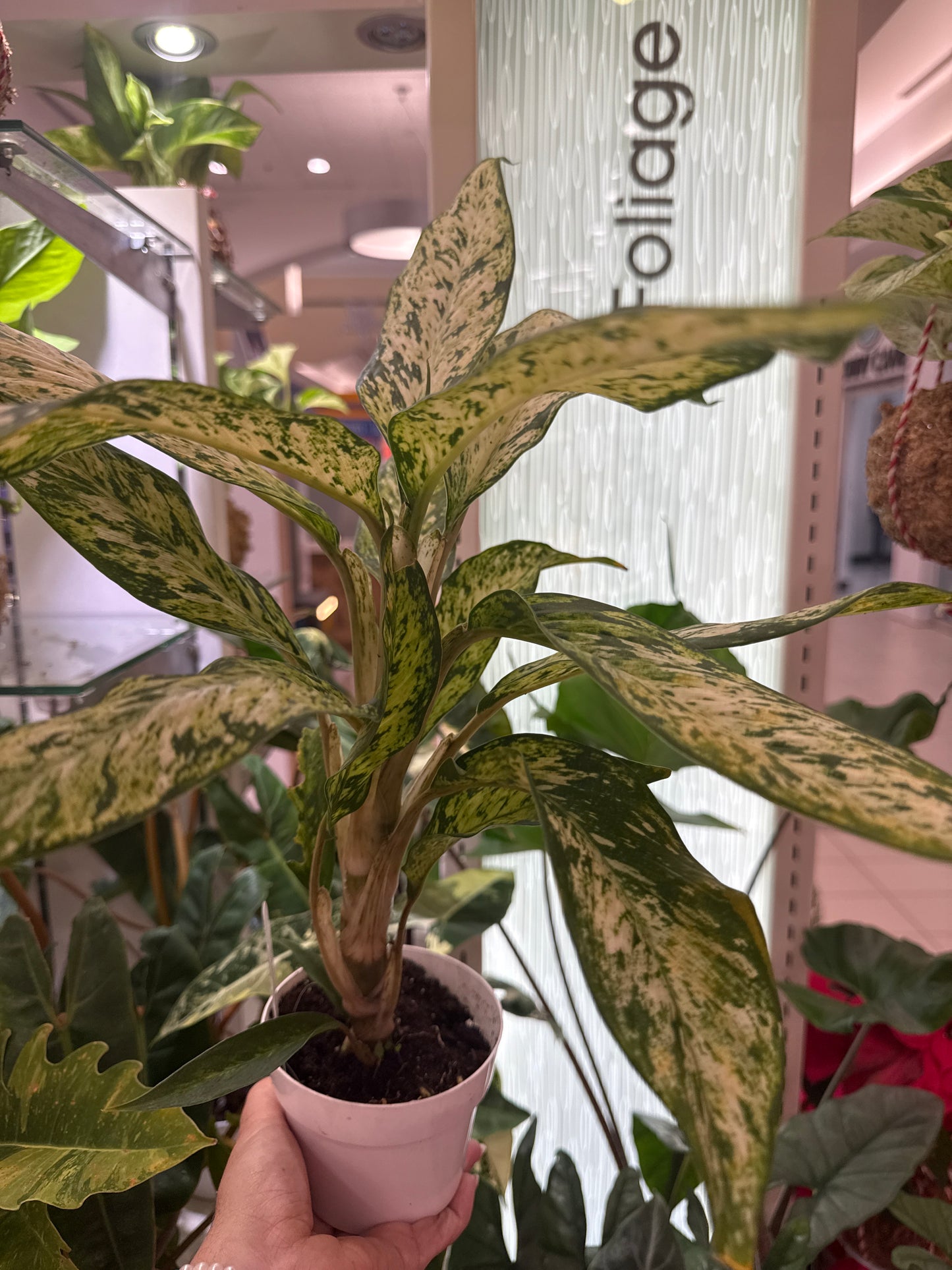 Diffenbachia Bright Star