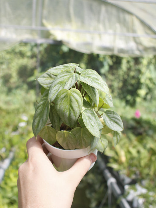 Sodiroi Philodendron