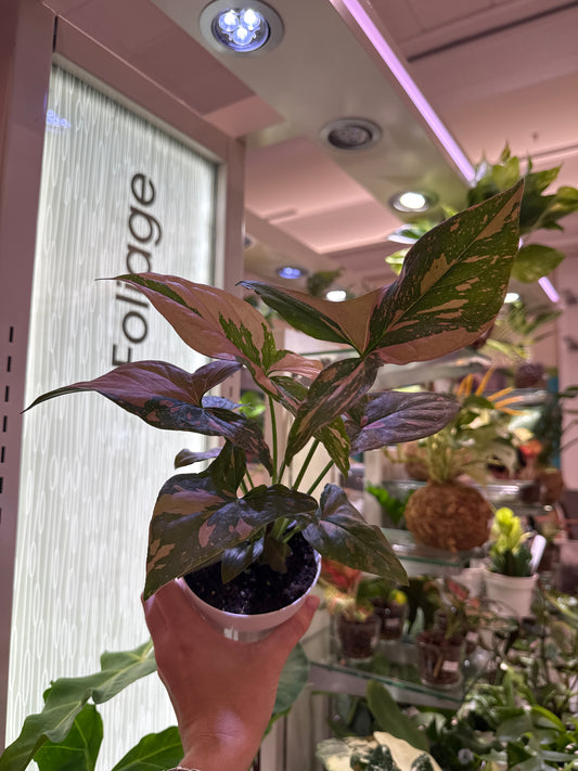 Pink Splash Syngonium