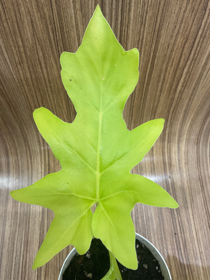 Philodendron Warscewiczii