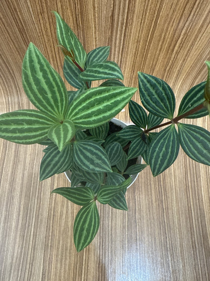 Peperomia Parallel
