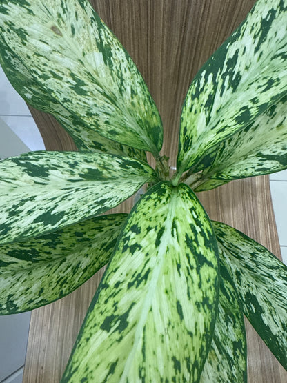 Diffenbachia Bright Star