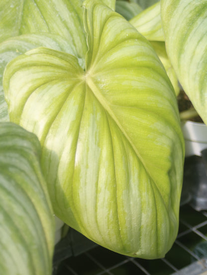 Pastazanum Silver Philodendron