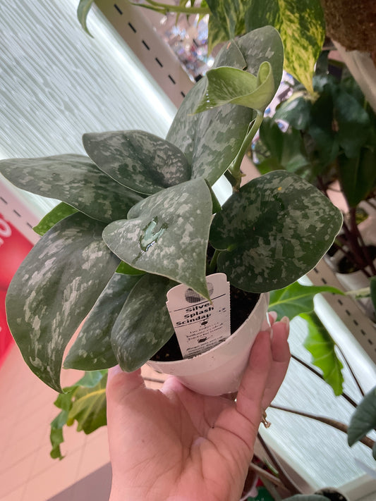 Silver Splash Scindapsus
