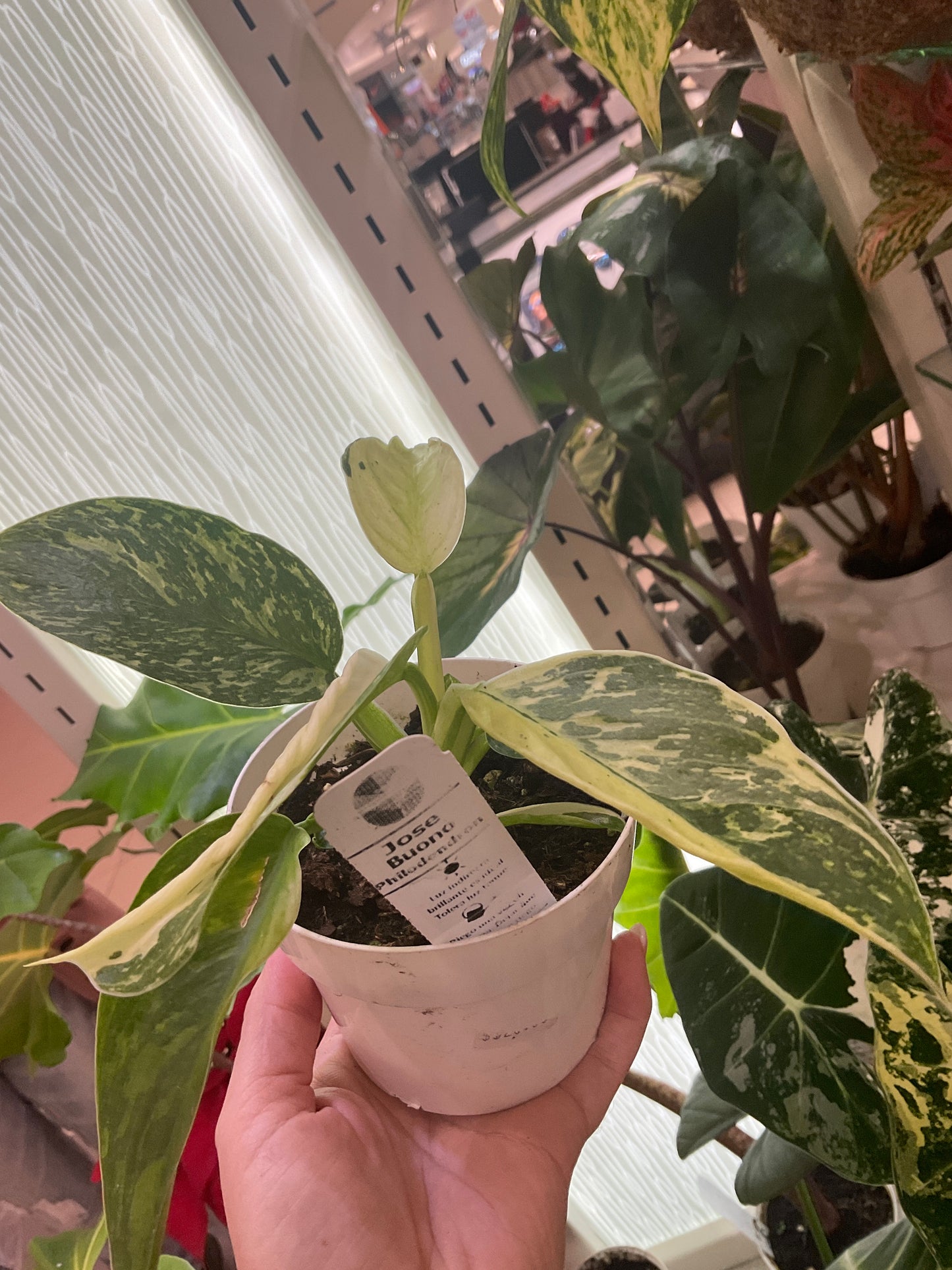 Philodendron Jose Buono