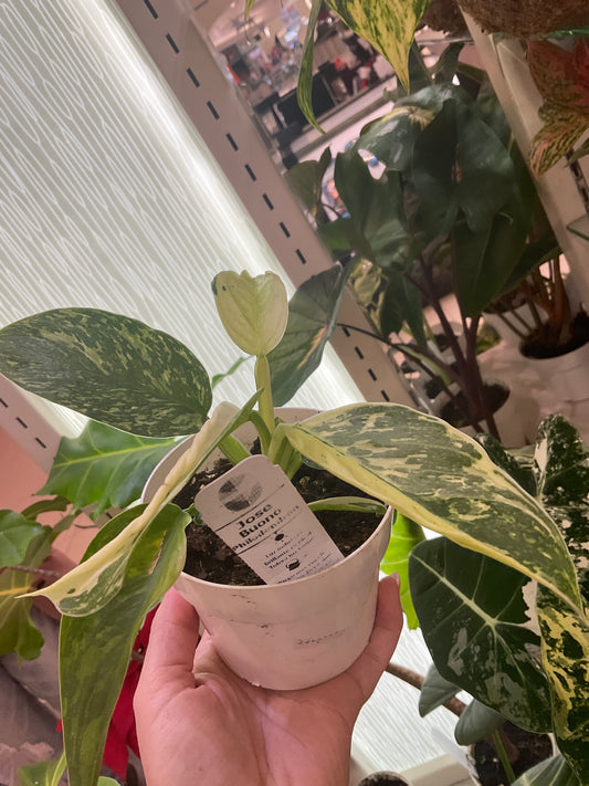 Philodendron Jose Buono